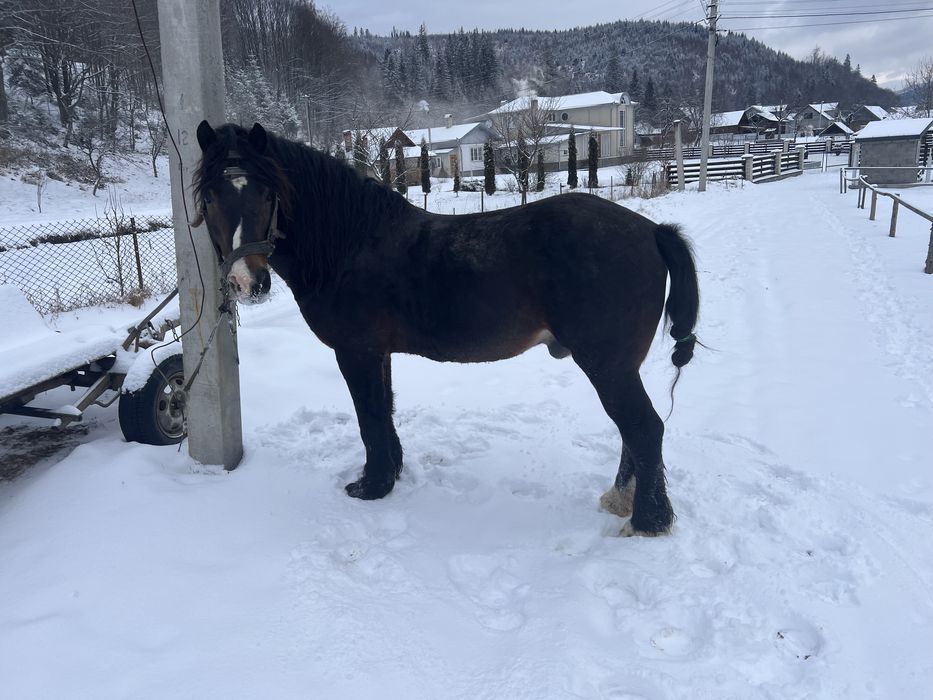 Продам жеребця