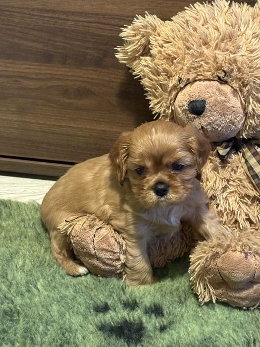 Cavalier King Charles Spaniel ZKwP -piesek