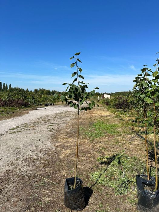 Липа європейська Палліда 1,6-2м