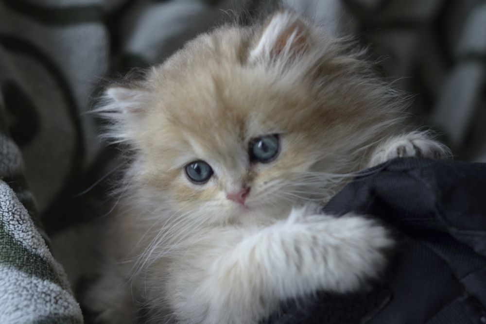 котик золотий британець ніжний малиш