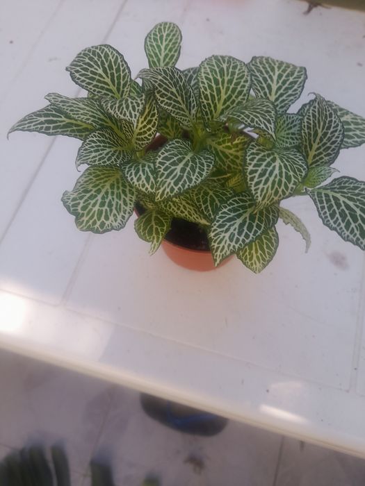 Planta natural lindíssima.