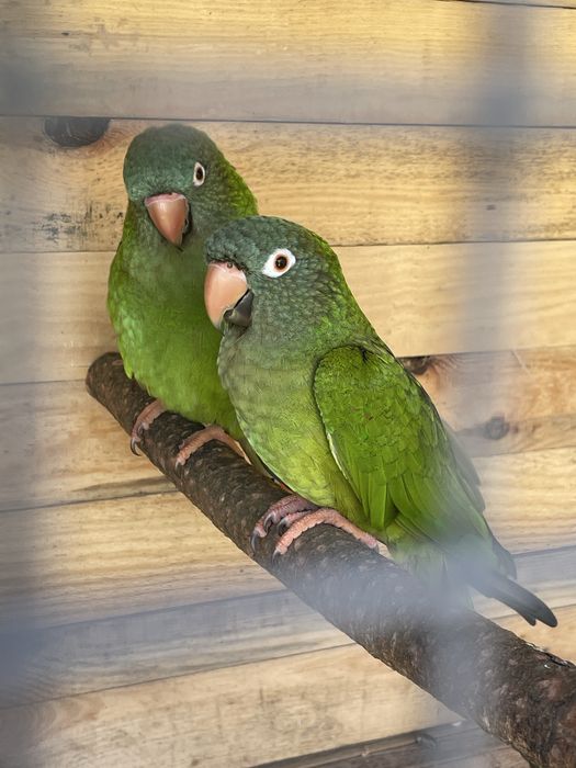 Casal reprodutor conures cabeca azul