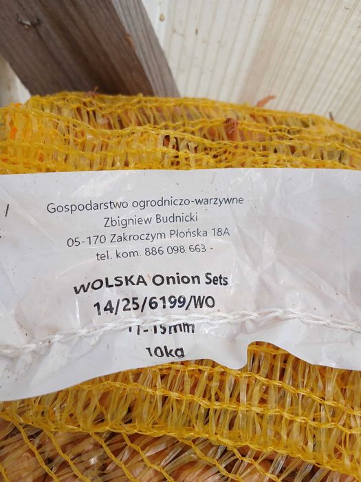 Cebula dymka -Wolska -Red Baron