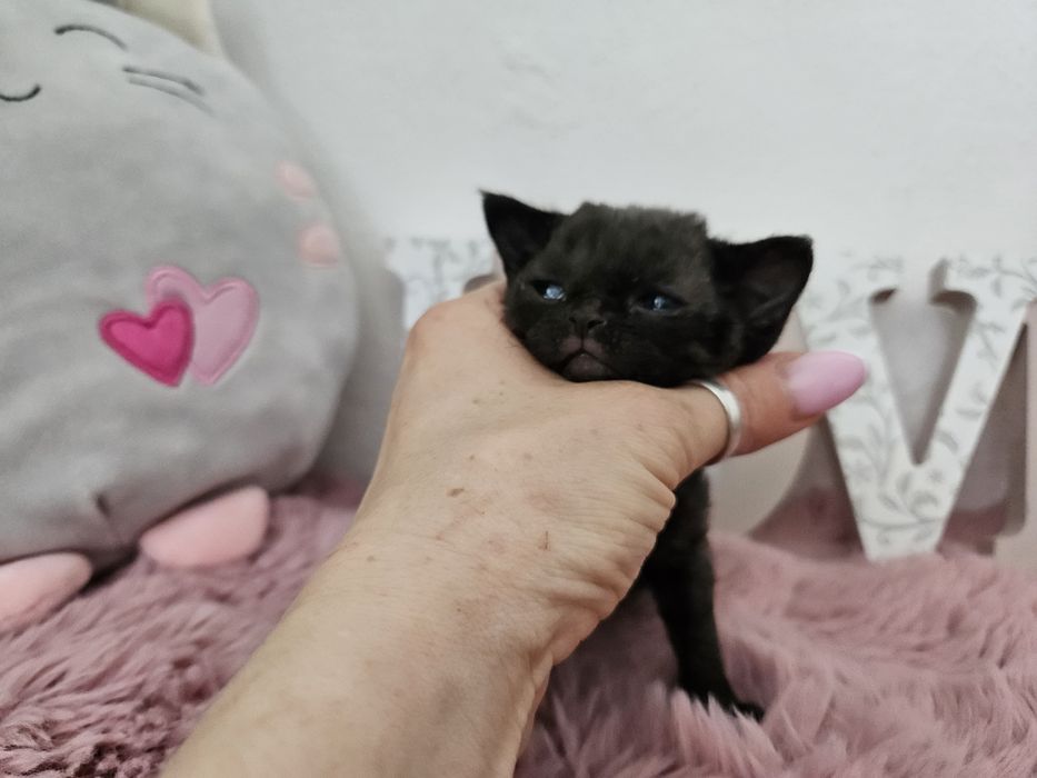 REA czarna pręgowana kotka Devon Rex WCF