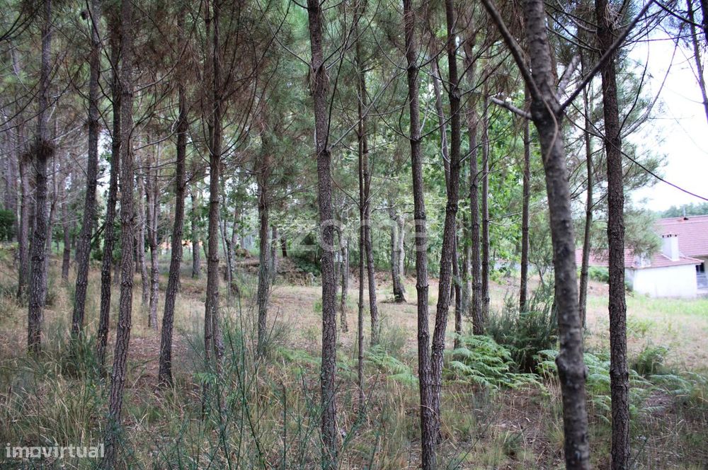 Terreno com pinhal e e mato a 15 minutos de Viseu