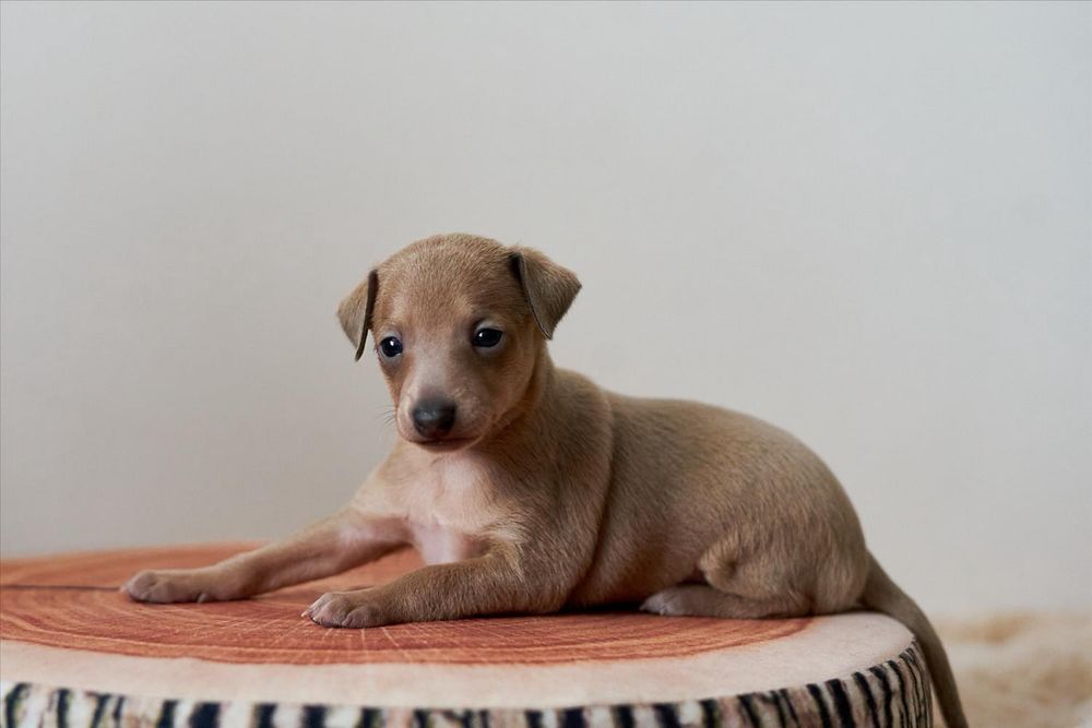 Charcik włoski, malutka suczka