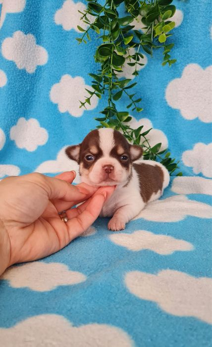 Estupenda mini menina Chihuahua/Chiuaua de Qualidade, Linhagem Russa