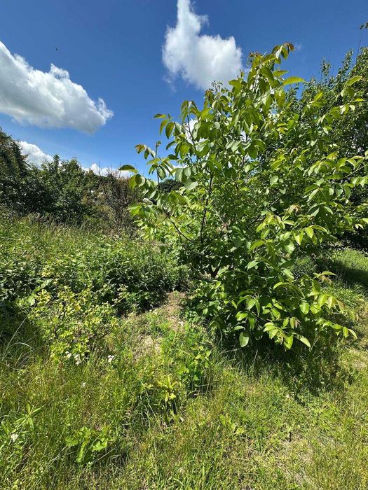 Продаж земельної ділянки в смт Киїнка, район "Дубки"