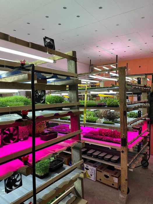 Стелаж гідропоніка, Київ