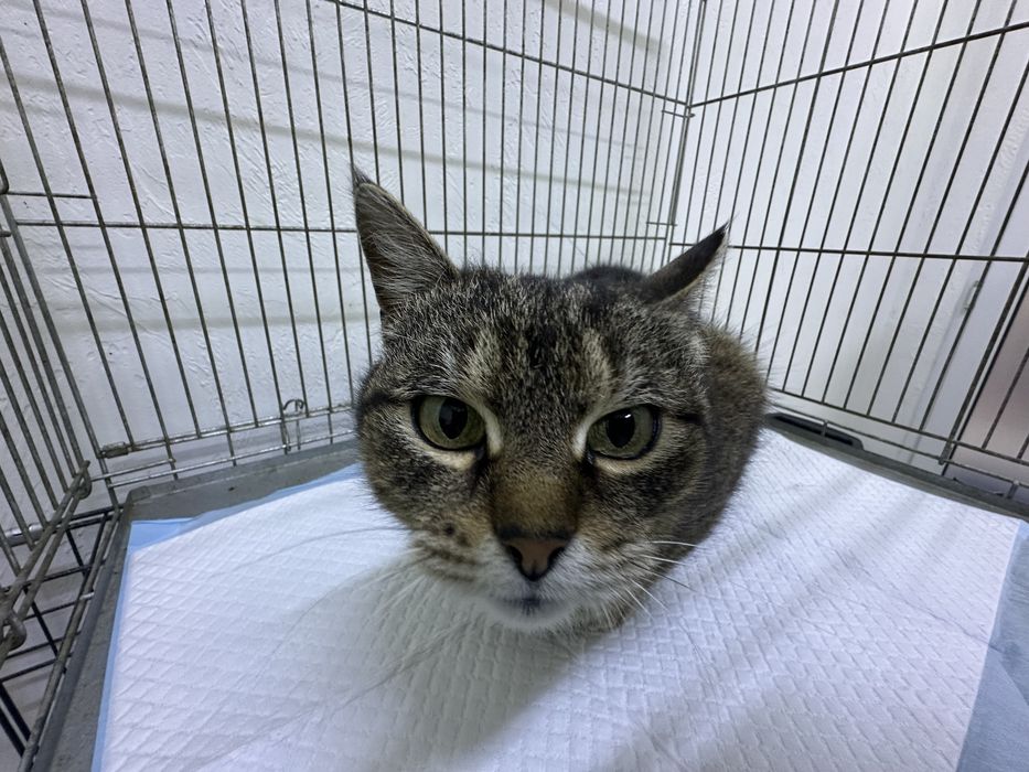 Машка шукає дім