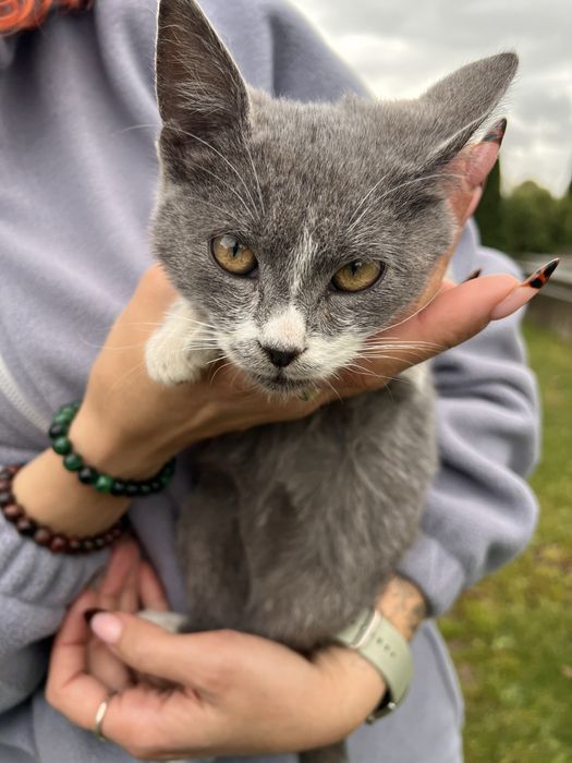 Кошеня в добрі руки