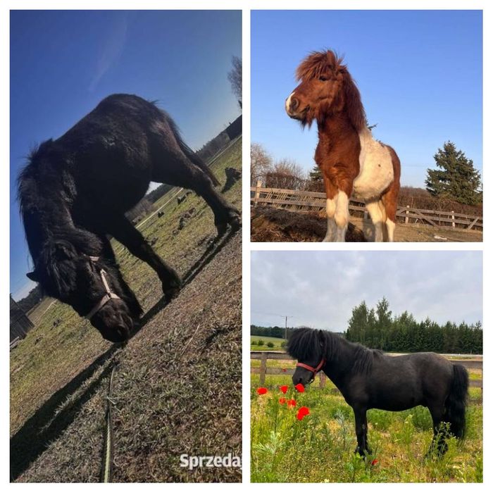Okazja kucyk na sprzedaż