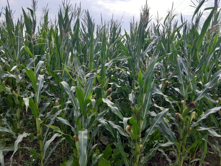 Сіно трави тимофіївка