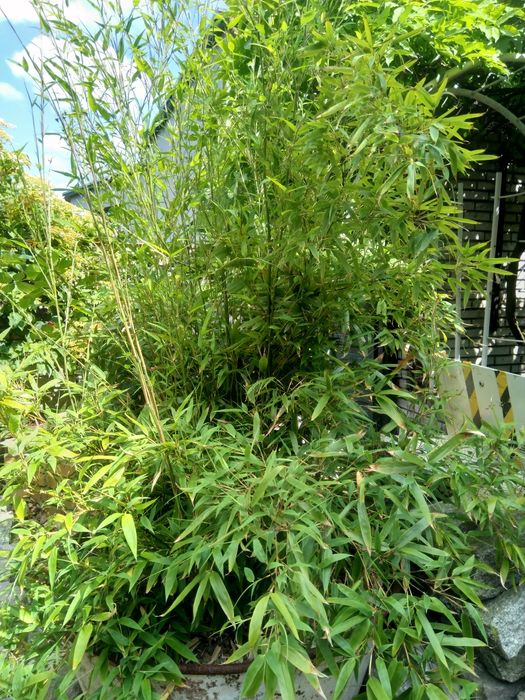 Czarny Bambus Drzewiasty NIGRA Mrozoodporny (Phyllostachys)