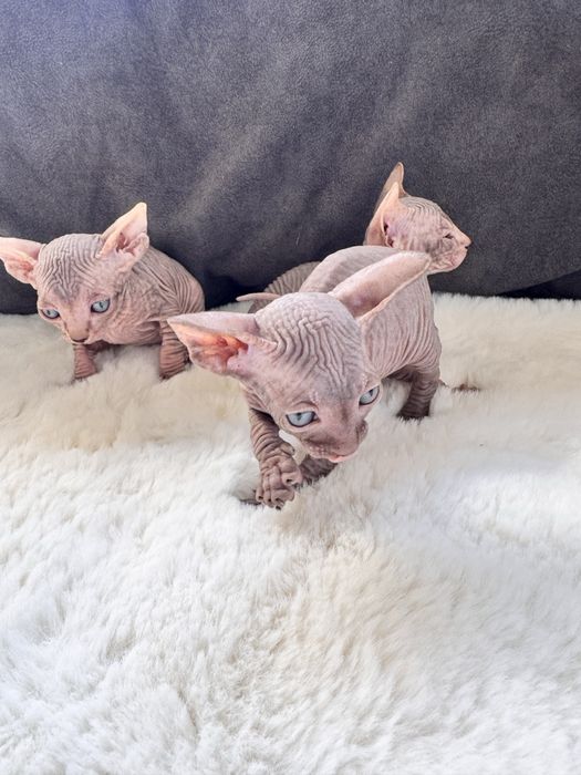 Канадський сфінкс дівчата