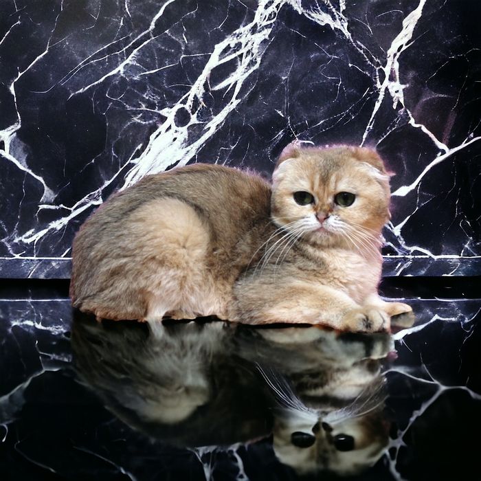 Кошечка очаровашка