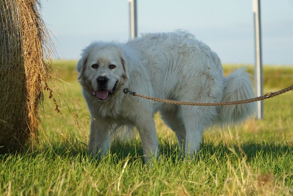 Achu_ w typie podhalana.