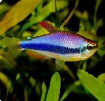 Tetra imperador Kerri blue 2,5/3cm