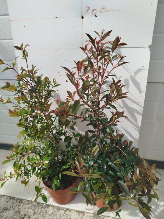 Plantas eugeneas para sebes ou ornamentação