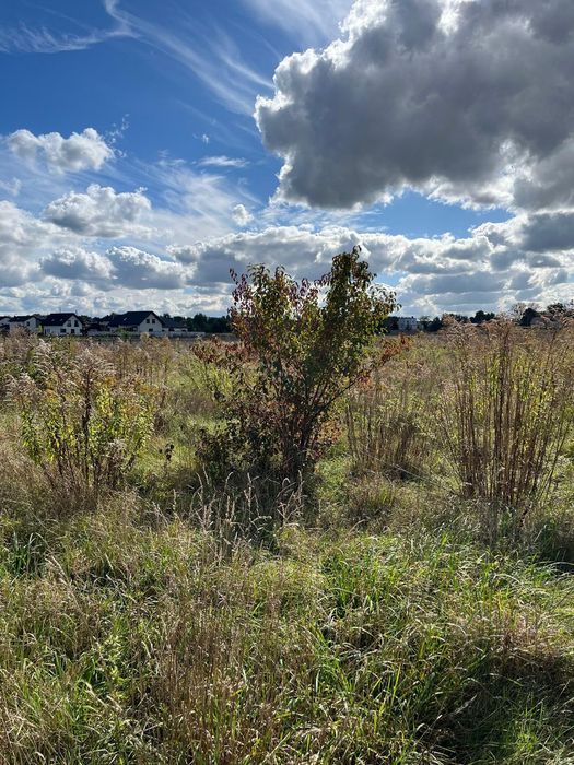 koszenie trawy   wykaszanie zarośli