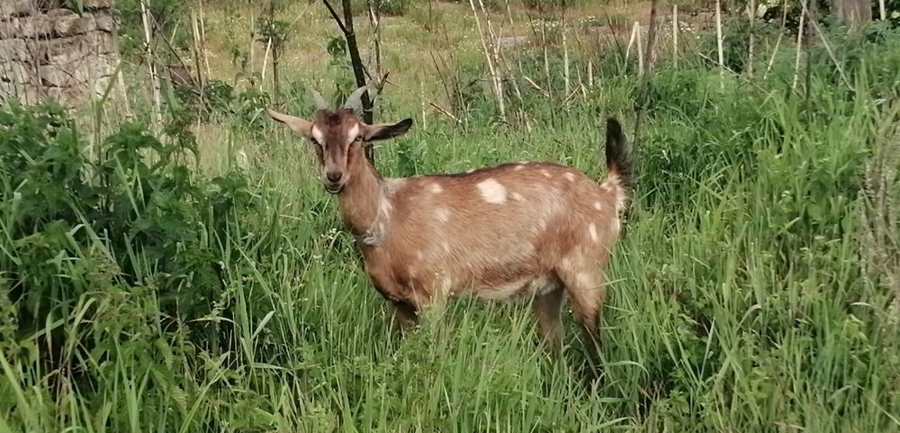 Козочка нубійка 50 % альпійка 50 % кітна