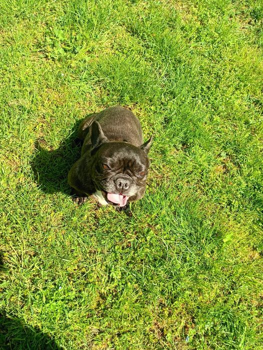 Buldog francuski sunia czarna