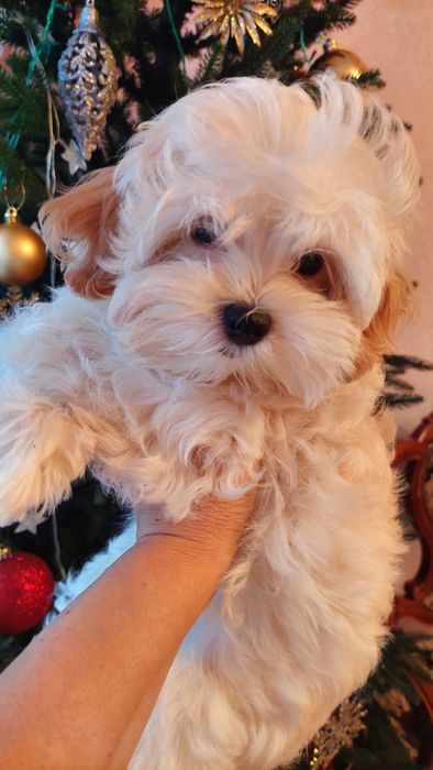 Девочка мальтипу ф1.