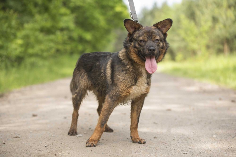Bungee: łagodny, przyjazny eksplorator