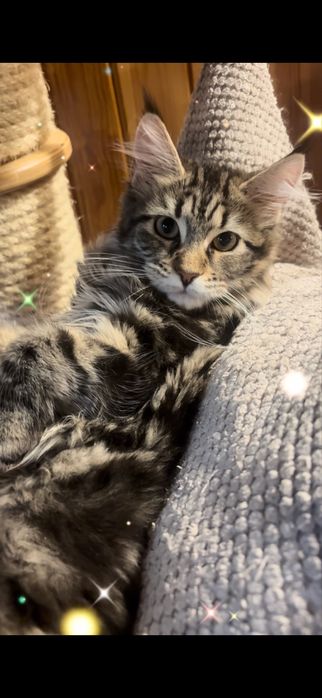Kleopatra piekna kotka maine coon SHK WCF