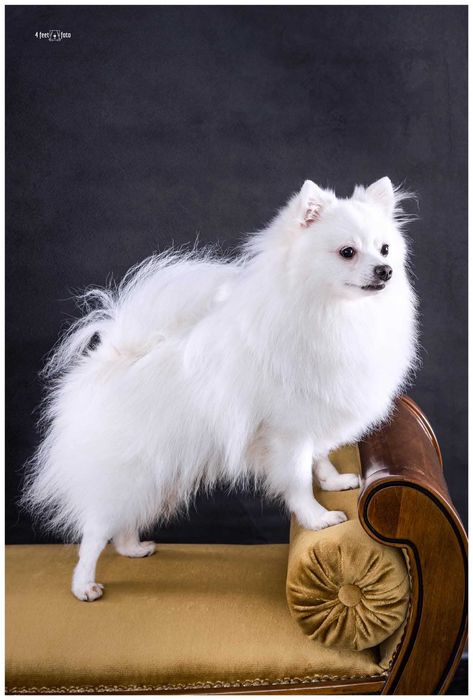 Szpic niemiecki biały , nie pomeranian Zkwp FCI