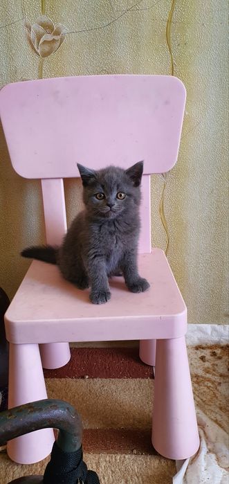 Шотландский прямоухий страйд вязка котов