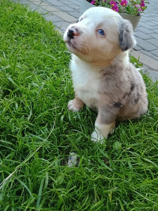 Border collie Blue Merle Tri Color,  czekoladowy, niebieskie oczy