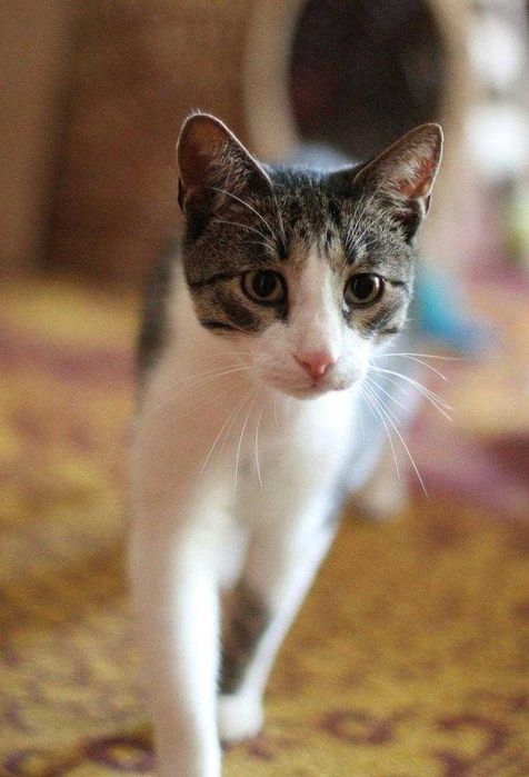 Staś ok 3 letni kocurek szuka domu niewychodzącego