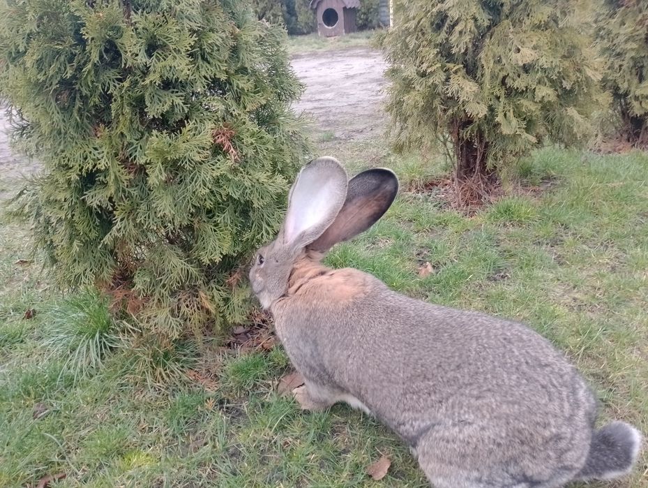 Sprzedam samca i samice  olbrzym belgijski samiec bos