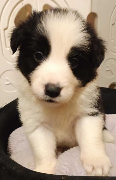 Suczka Border Collie