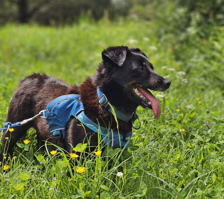 Kminek - niewielki, czarny, uroczy psiak
