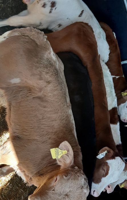 Byczki jaloszki miesne