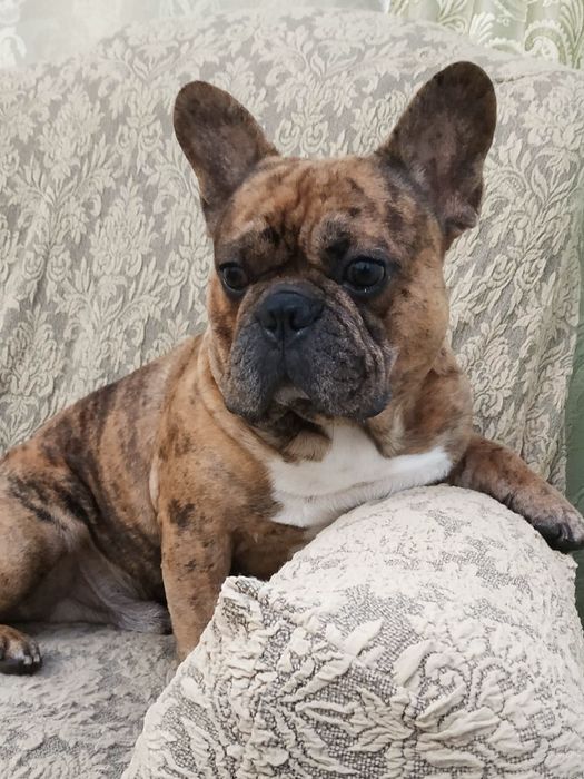 Французский бульдог