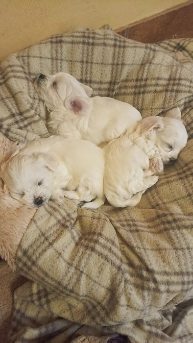 В продажі щенята порода біла болонка