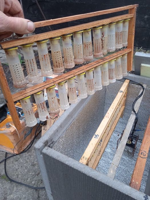 Інкубатор для виводу бджоломаток