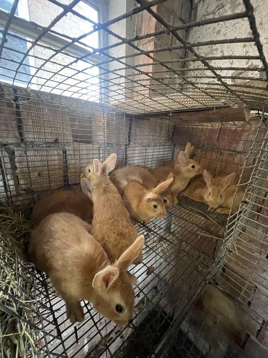 Крілики Новозеландці