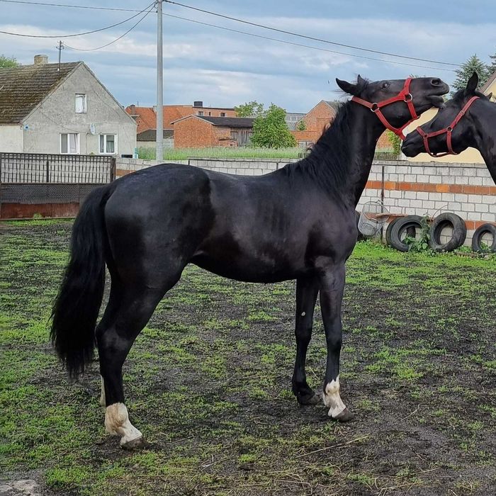 Kary ogier  na sprzedaż