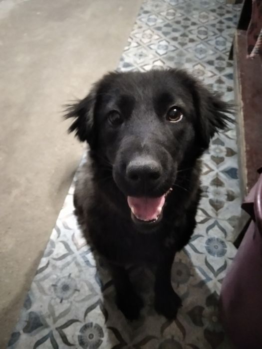 Терміново! Собака шукає новий дім