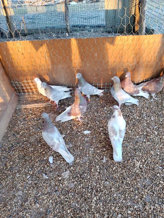 Gołębie Kumru 2025