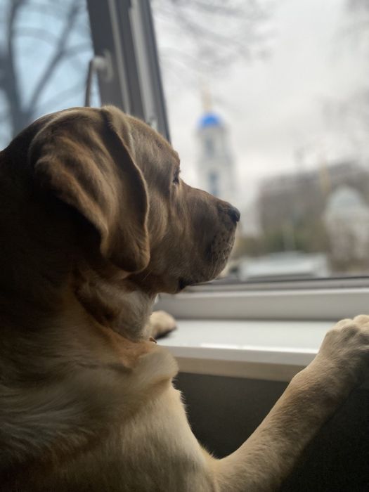 Вязка лабрадор ретривер