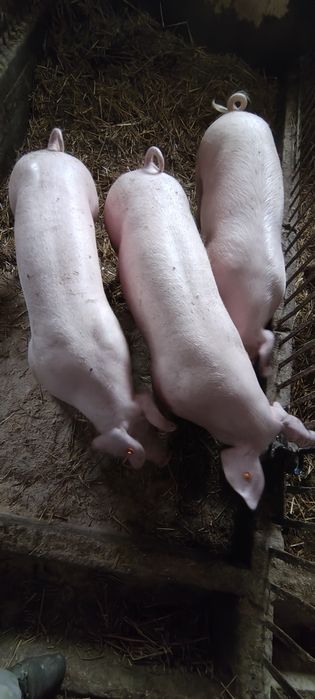 Tucznik na sprzedaż/ubój