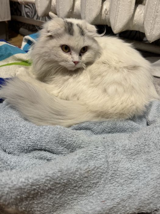 Львів! Кішечка маленька. Шукає родину.