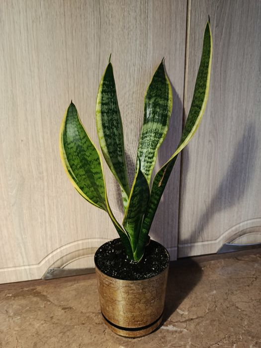 Сансивьерия с каймой