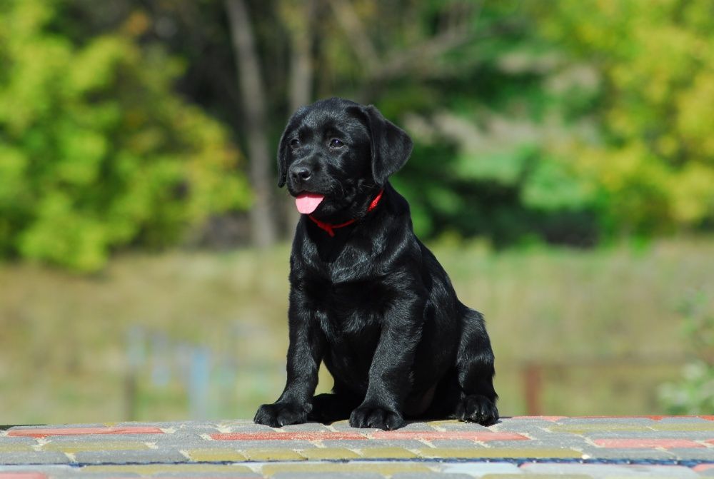 Великолепные щенки лабрадора.