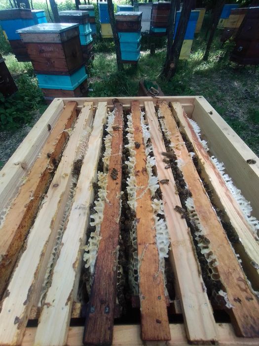 Продам блжолопакети, сім'ї, відводки